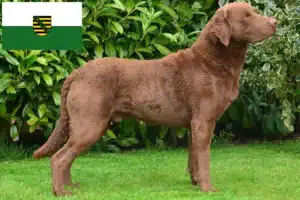 Read more about the article Chesapeake Bay Retriever Züchter und Welpen in Sachsen