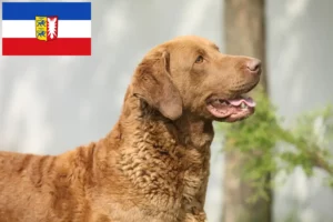 Read more about the article Chesapeake Bay Retriever Züchter und Welpen in Schleswig-Holstein