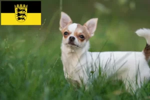 Read more about the article Chihuahua Züchter und Welpen in Baden-Württemberg