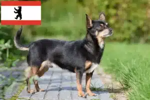 Read more about the article Chihuahua Züchter und Welpen in Berlin