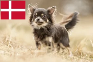 Read more about the article Chihuahua Züchter und Welpen in Dänemark