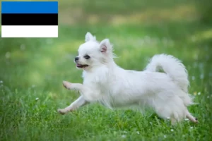 Read more about the article Chihuahua Züchter und Welpen in Estland