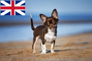 Read more about the article Chihuahua Züchter und Welpen in Großbritannien