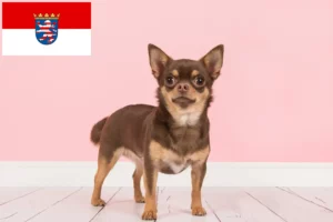 Read more about the article Chihuahua Züchter und Welpen in Hessen