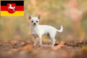 Read more about the article Chihuahua Züchter und Welpen in Niedersachsen