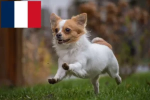 Read more about the article Chihuahua Züchter und Welpen auf Réunion