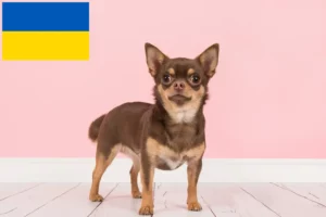 Read more about the article Chihuahua Züchter und Welpen in der Ukraine