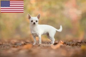 Read more about the article Chihuahua Züchter und Welpen in den USA