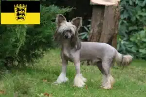 Read more about the article Chinese Crested Dog Züchter und Welpen in Baden-Württemberg