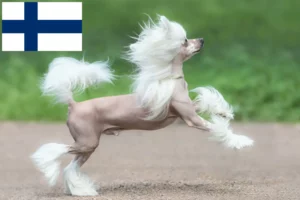 Read more about the article Chinese Crested Dog Züchter und Welpen in Finnland