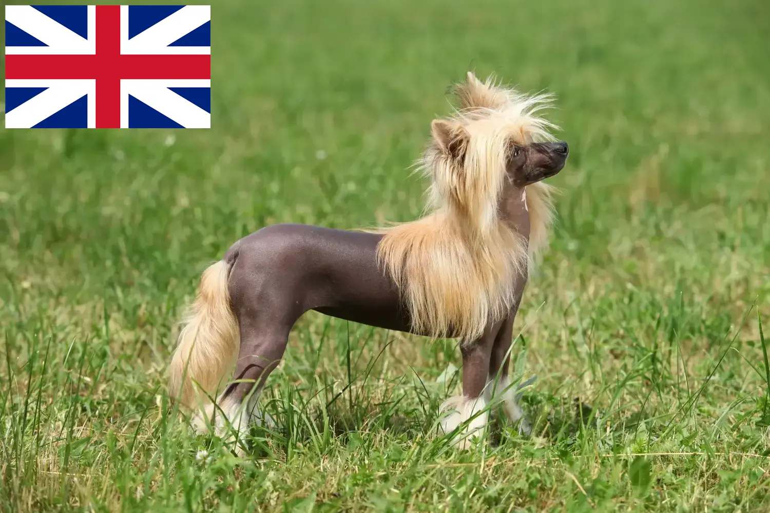 Chinese Crested Dog Welpen und Züchter Großbritannien Hier findest Du Chinese Crested Dogs Züchter in Großbritannien.
