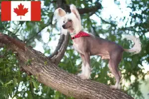 Read more about the article Chinese Crested Dog Züchter und Welpen in Kanada