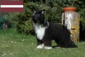 Read more about the article Chinese Crested Dog Züchter und Welpen in Lettland