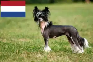 Read more about the article Chinese Crested Dog Züchter und Welpen in den Niederlanden