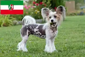 Read more about the article Chinese Crested Dog Züchter und Welpen in Nordrhein-Westfalen