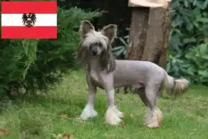 Read more about the article Chinese Crested Dog Züchter und Welpen in Österreich