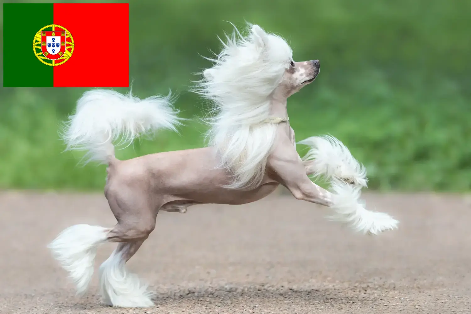 Chinese Crested Dog Welpen und Züchter Portugal Hier findest Du Chinese Crested Dogs Züchter in Portugal.