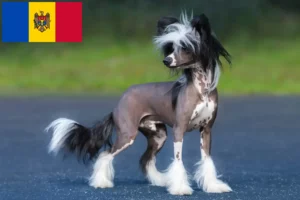 Read more about the article Chinese Crested Dog Züchter und Welpen in Republik Moldau