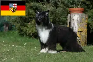 Read more about the article Chinese Crested Dog Züchter und Welpen im Saarland