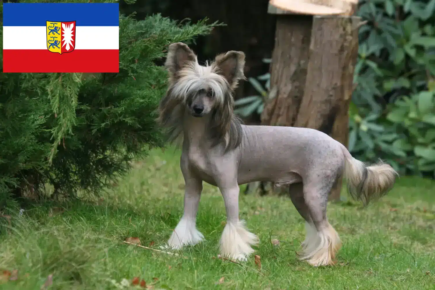 Chinese Crested Dog Welpen und Züchter Schleswig-Holstein Hier findest Du Chinese Crested Dogs Züchter in Schleswig-Holstein.