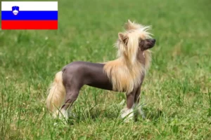 Read more about the article Chinese Crested Dog Züchter und Welpen in Slowenien