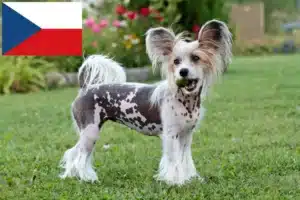 Mehr über den Artikel erfahren Chinese Crested Dog Züchter und Welpen in Tschechien