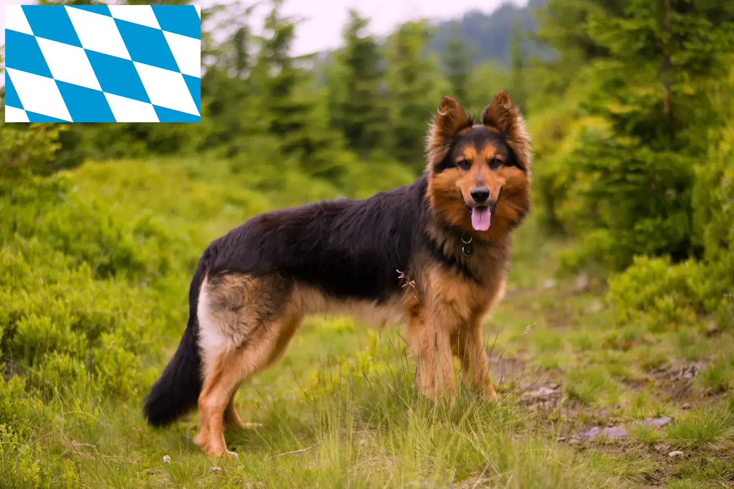 Chodský pes Welpen und Züchter Bayern Hier findest Du Chodský pes Züchter in Bayern.