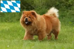 Read more about the article Chow-Chow Züchter und Welpen in Bayern