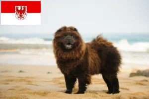 Read more about the article Chow-Chow Züchter und Welpen in Brandenburg