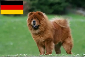 Read more about the article Chow-Chow Züchter und Welpen in Deutschland