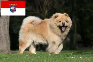 Read more about the article Chow-Chow Züchter und Welpen in Hessen