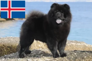 Read more about the article Chow-Chow Züchter und Welpen auf Island