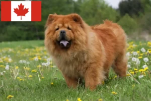 Read more about the article Chow-Chow Züchter und Welpen in Kanada