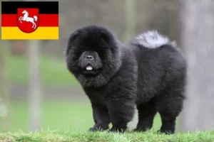 Read more about the article Chow-Chow Züchter und Welpen in Niedersachsen