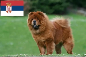 Read more about the article Chow-Chow Züchter und Welpen in Serbien