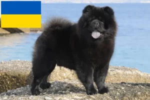 Read more about the article Chow-Chow Züchter und Welpen in der Ukraine