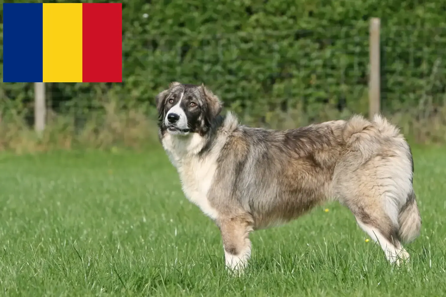 Ciobănesc Românesc Carpatin Welpen und Züchter Rumänien Hier findest Du Ciobănesc Românesc Carpatins Züchter in Rumänien.