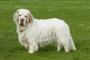 Read more about the article Clumber Spaniel Züchter