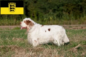 Read more about the article Clumber Spaniel Züchter und Welpen in Baden-Württemberg