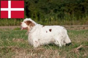 Read more about the article Clumber Spaniel Züchter und Welpen in Dänemark