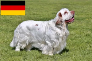 Read more about the article Clumber Spaniel Züchter und Welpen in Deutschland