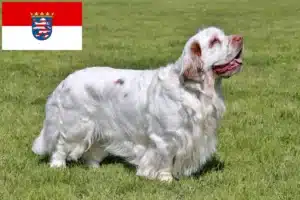 Read more about the article Clumber Spaniel Züchter und Welpen in Hessen