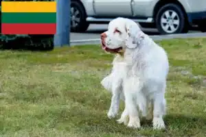 Read more about the article Clumber Spaniel Züchter und Welpen in Litauen