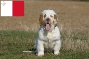 Read more about the article Clumber Spaniel Züchter und Welpen auf Malta