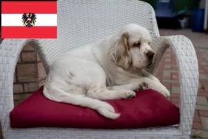 Read more about the article Clumber Spaniel Züchter und Welpen in Österreich