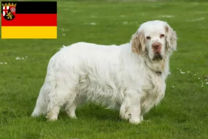 Read more about the article Clumber Spaniel Züchter und Welpen in Rheinland-Pfalz