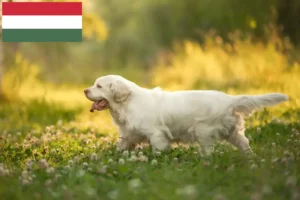 Read more about the article Clumber Spaniel Züchter und Welpen in Ungarn