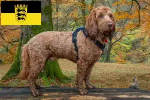 Read more about the article Cockapoo Züchter und Welpen in Baden-Württemberg