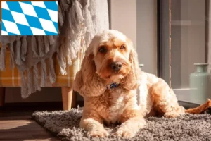 Read more about the article Cockapoo Züchter und Welpen in Bayern