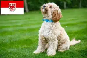 Read more about the article Cockapoo Züchter und Welpen in Brandenburg